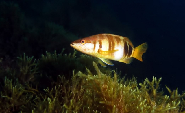 Peces en la noche.JPG